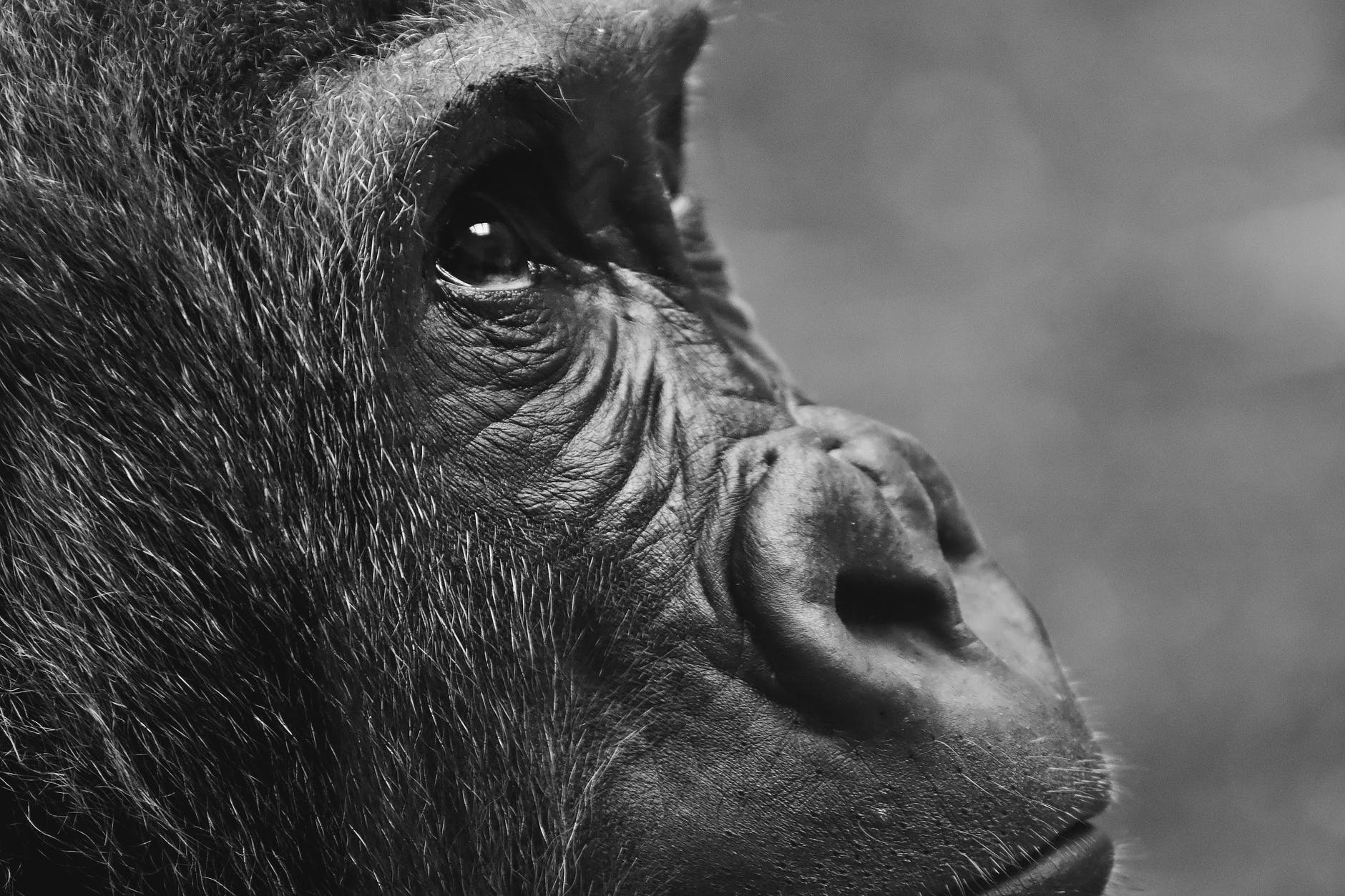 Historia: animales y condición de persona