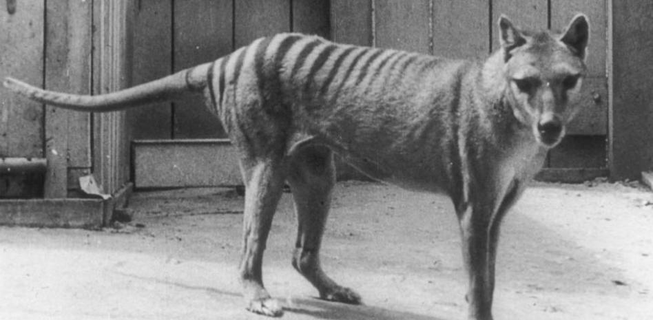 Historia de una extinción: el tigre de Tasmania