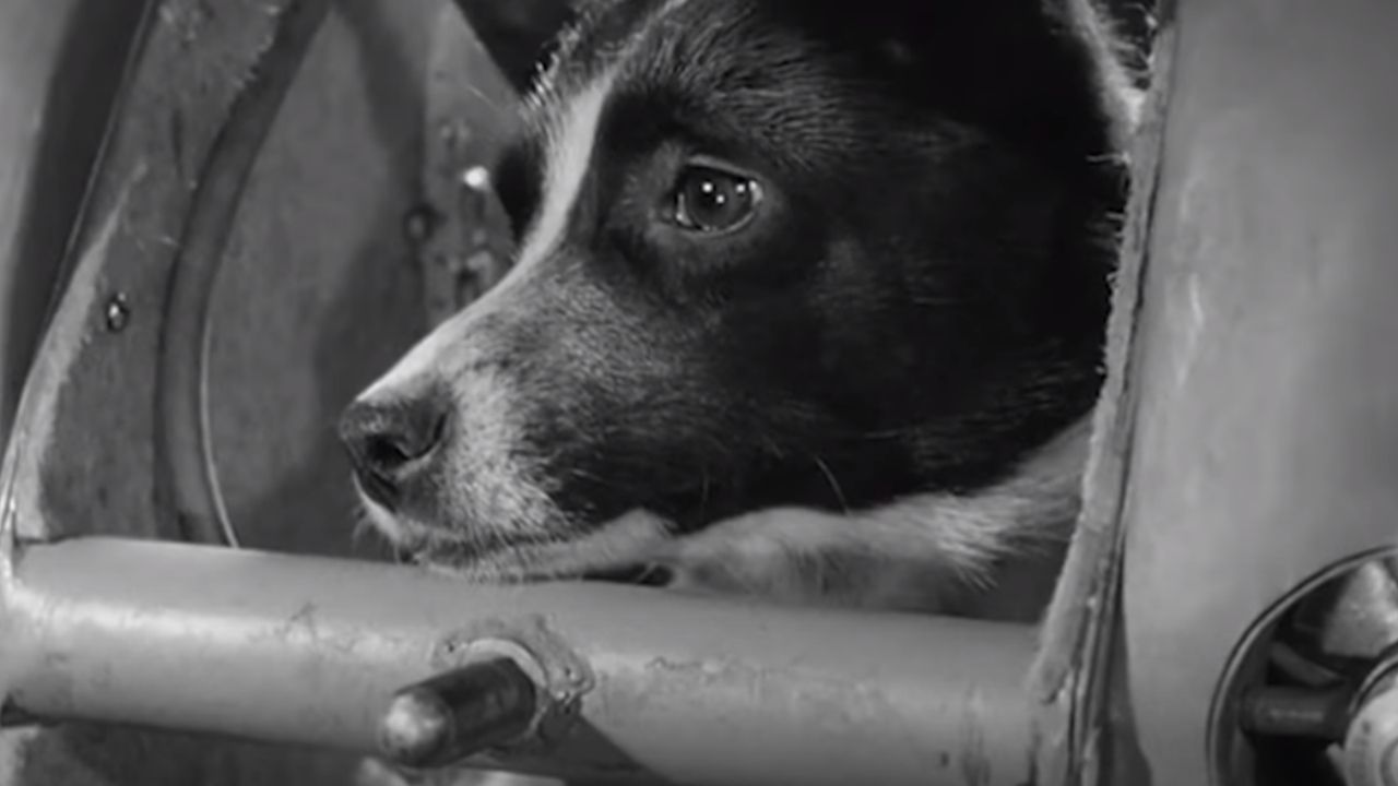 Historia: Laika, abandonada en la Tierra y en el espacio