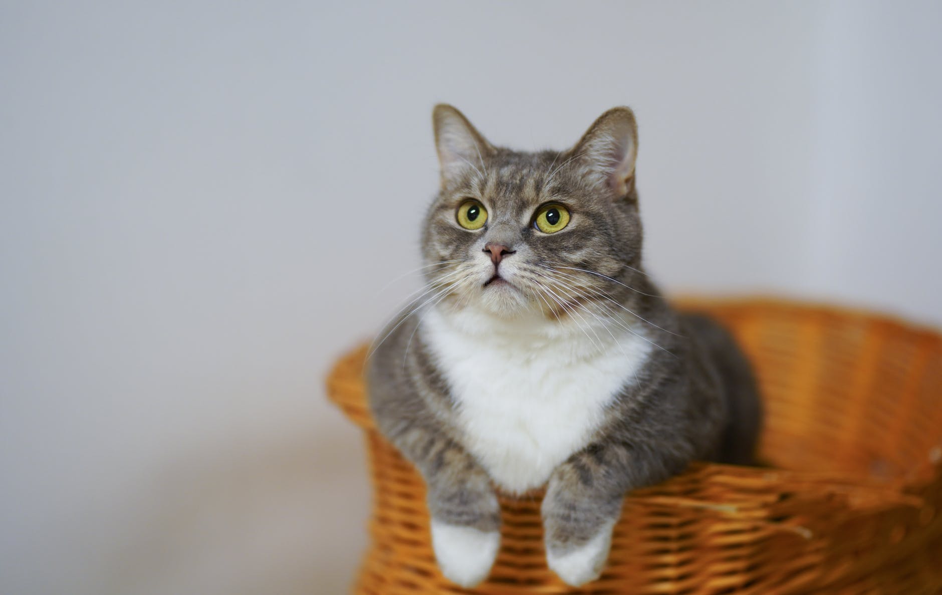 7 Consejos útiles si vas a adoptar un animal