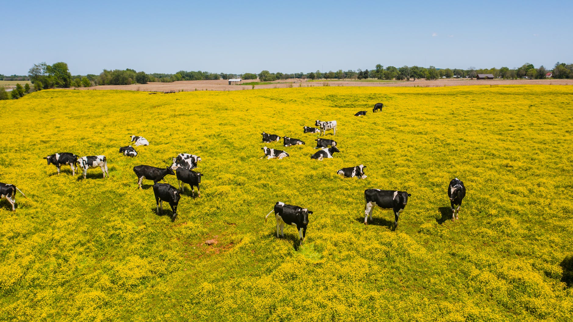 Historia: el origen de la ganadería