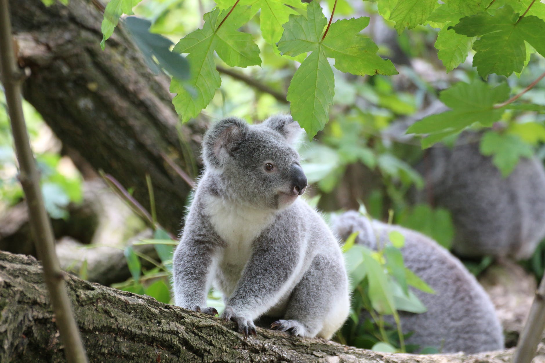 El Gobierno de Australia declara a los koalas en peligro de extinción