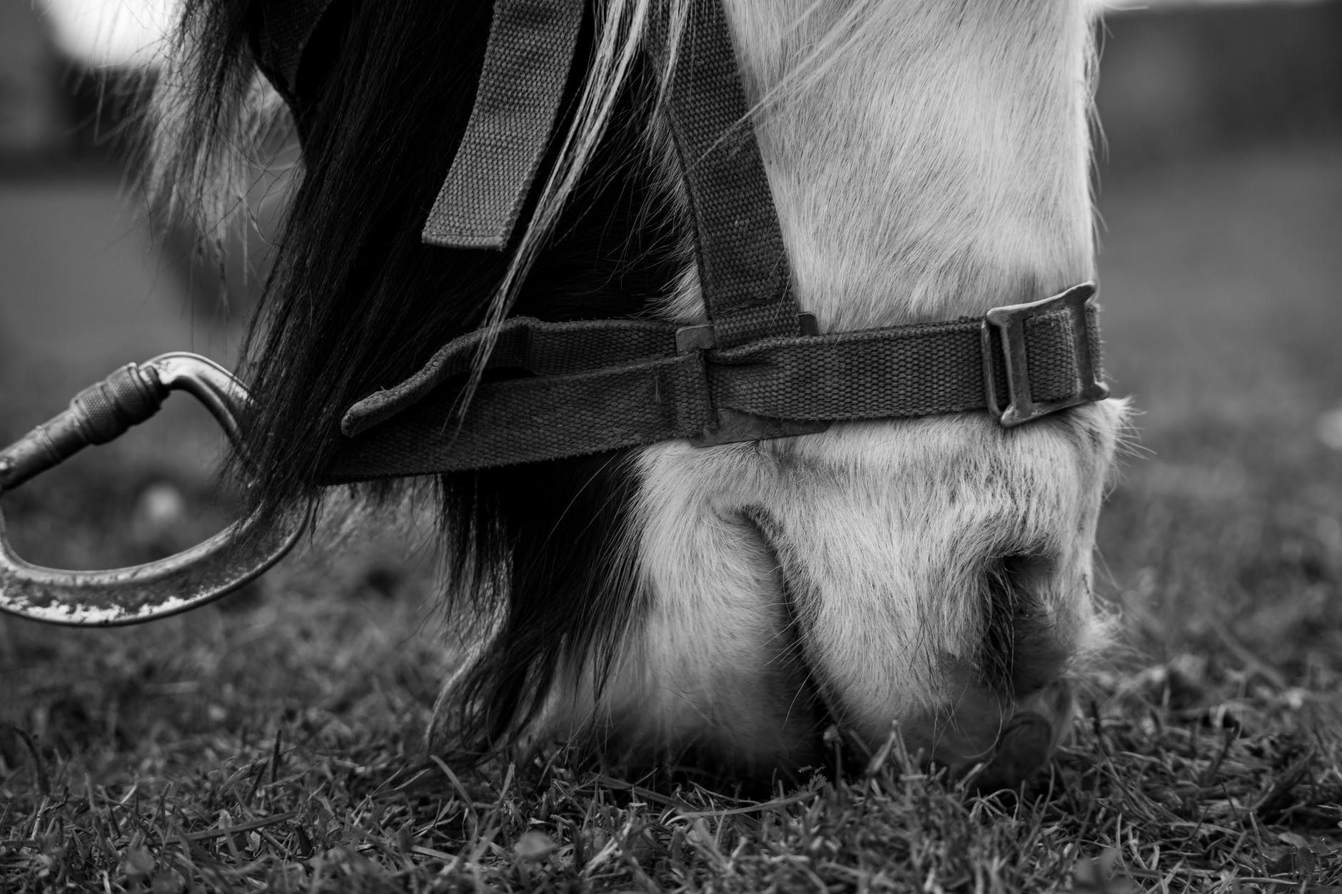 Historia: el uso militar de los animales (Parte I: caballos)