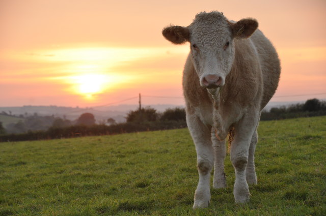 Miles de vacas mueren por el calor extremo en Estados Unidos
