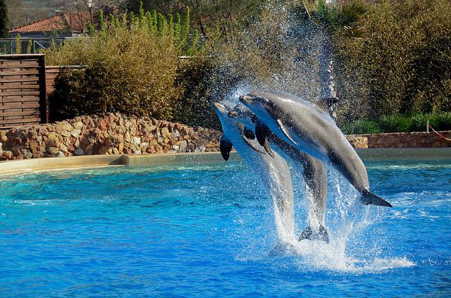 España es el país con más delfinarios de la Unión Europea