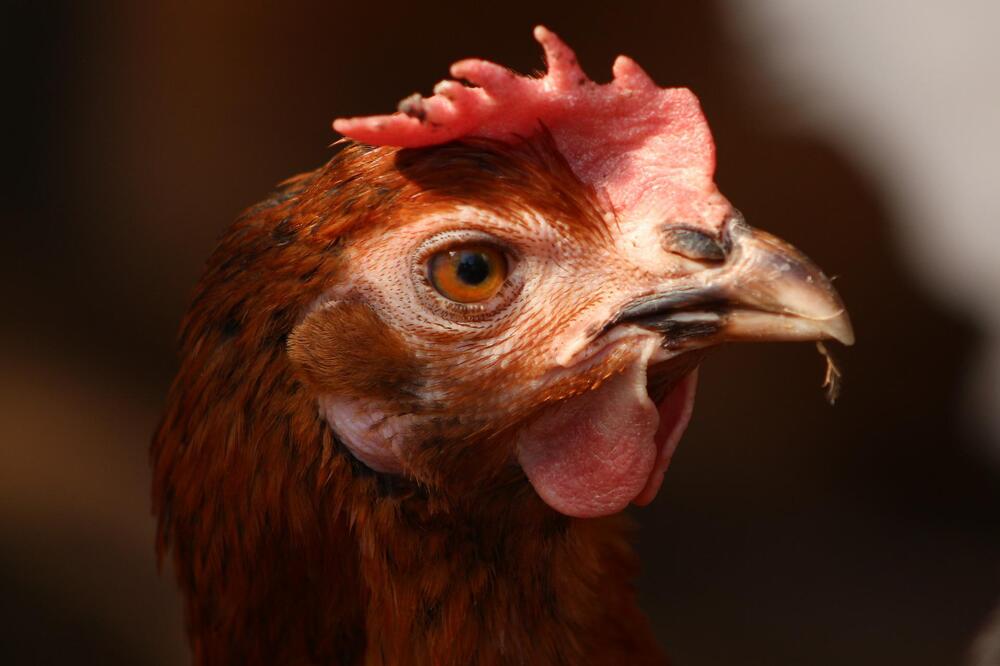 Australia prohibirá la producción de huevos de gallinas criadas en batería