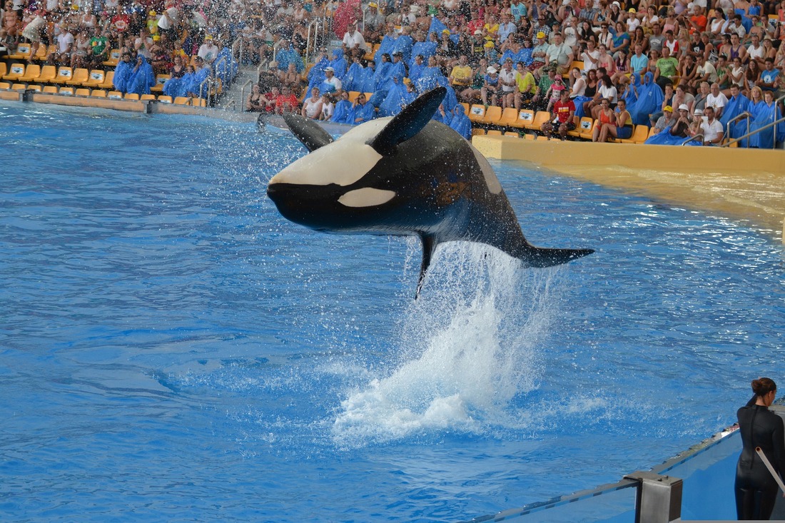 Muere otra orca en el Loro Parque de Tenerife