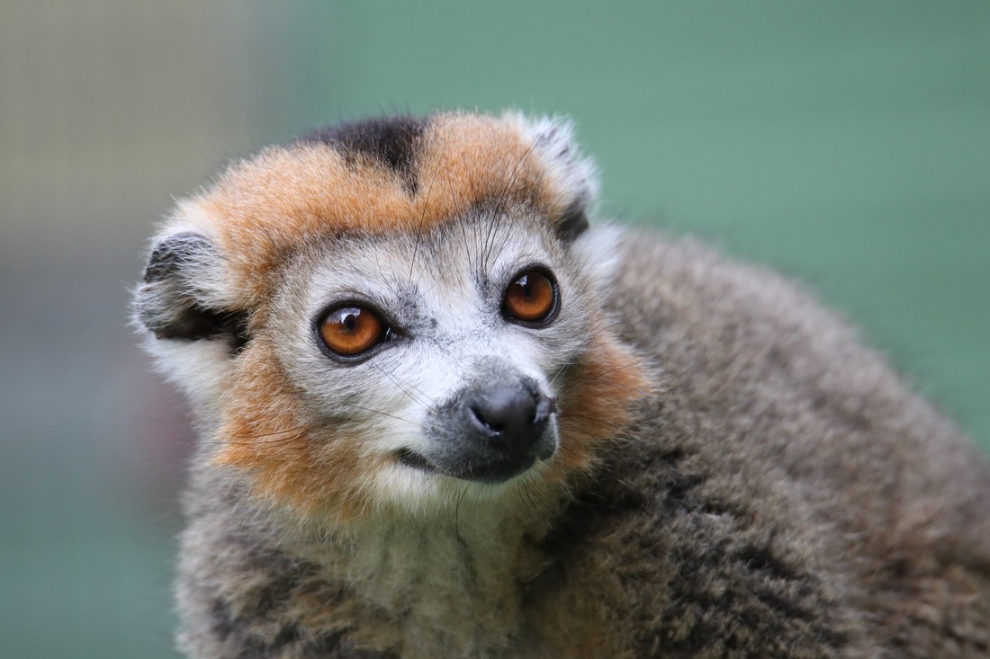 La actividad humana ha acabado con casi el 70% de las poblaciones de animales