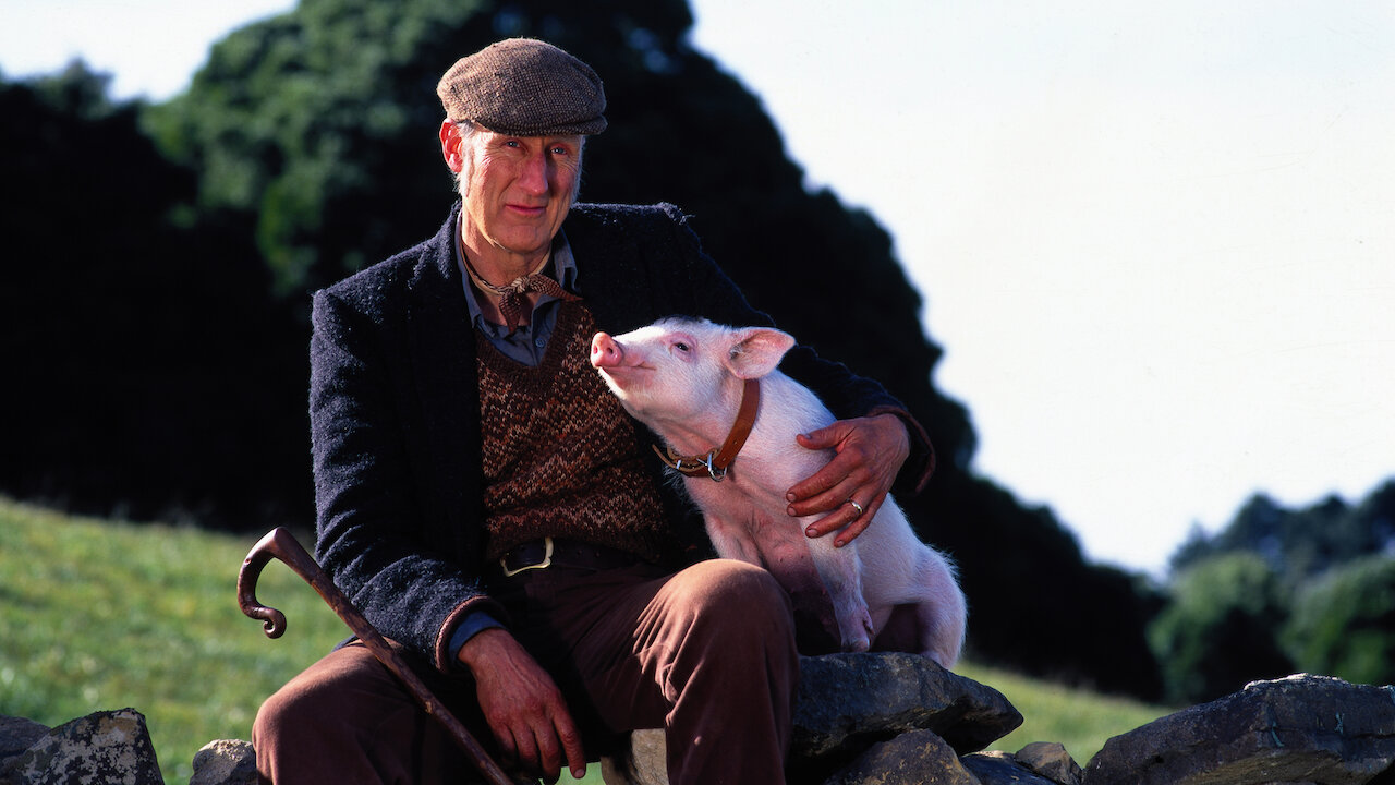 «Babe, el cerdito valiente», una película para reflexionar