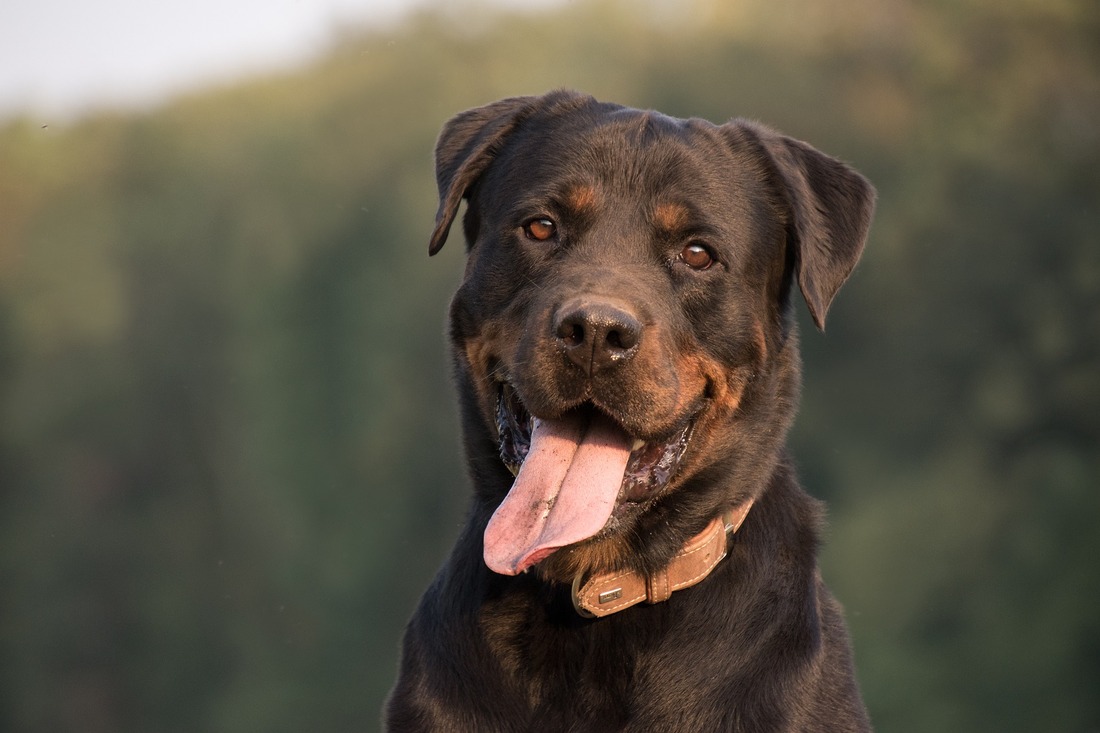 El rottweiler fue una de las razas utilizadas en la Segunda Guerra Mundial