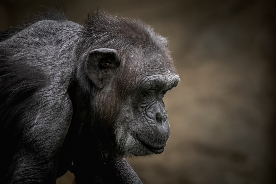 Tirotean a cuatro chimpancés tras escapar de un zoo en Suecia