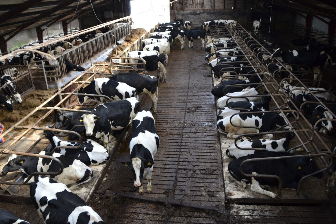 España ya no albergará la mayor granja industrial de vacas