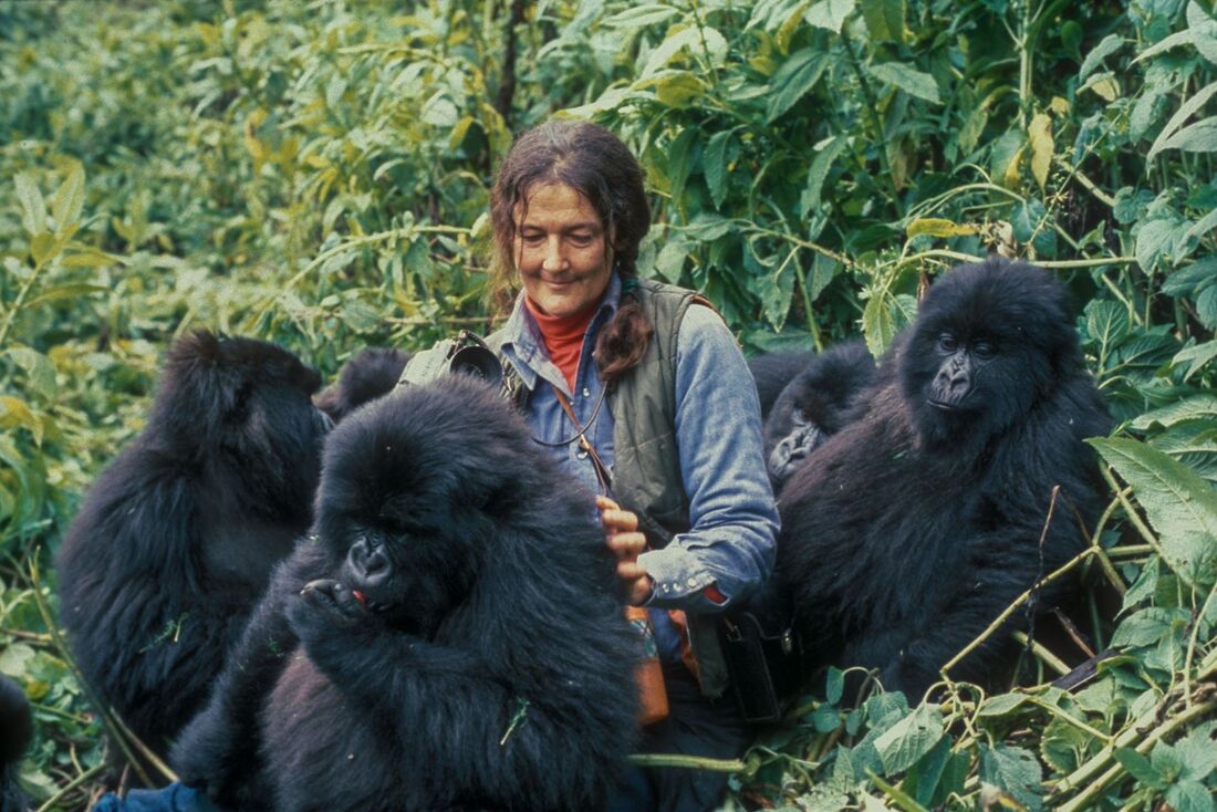Conociendo a los primates, Dian Fossey