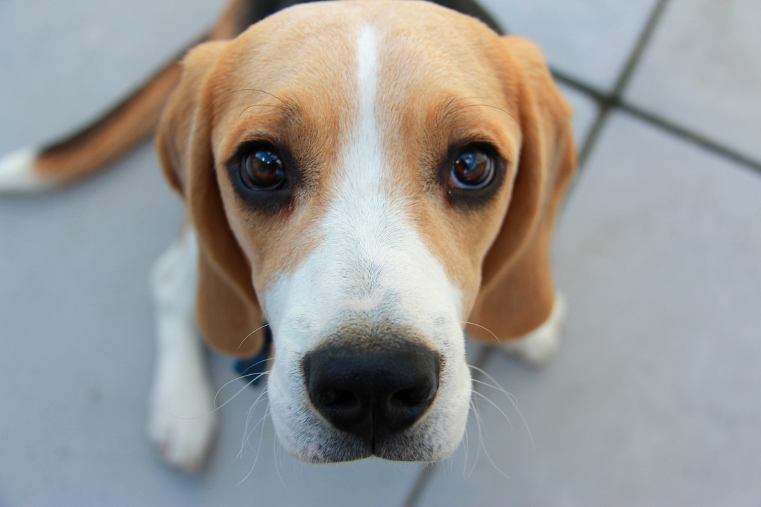 La policía devuelve a los dos perros rescatados de un centro de cría para experimentación