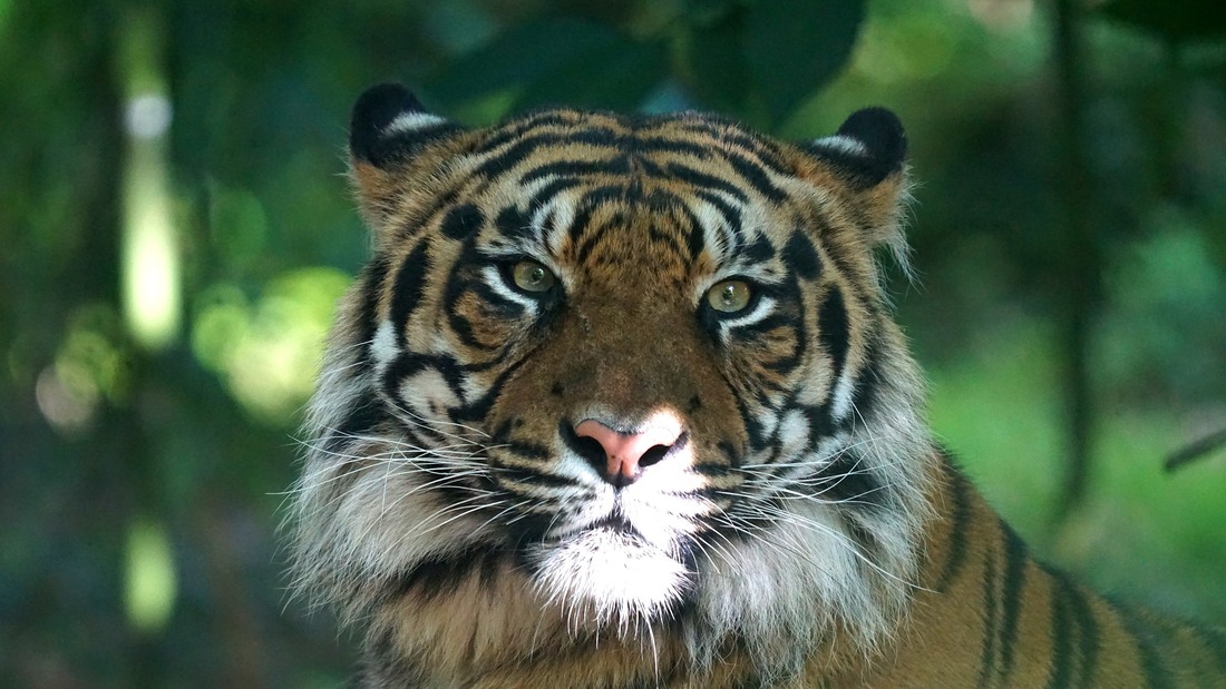 Sheba, una tigresa víctima del mascotismo: asesinada en Sudáfrica tras escapar del cautiverio