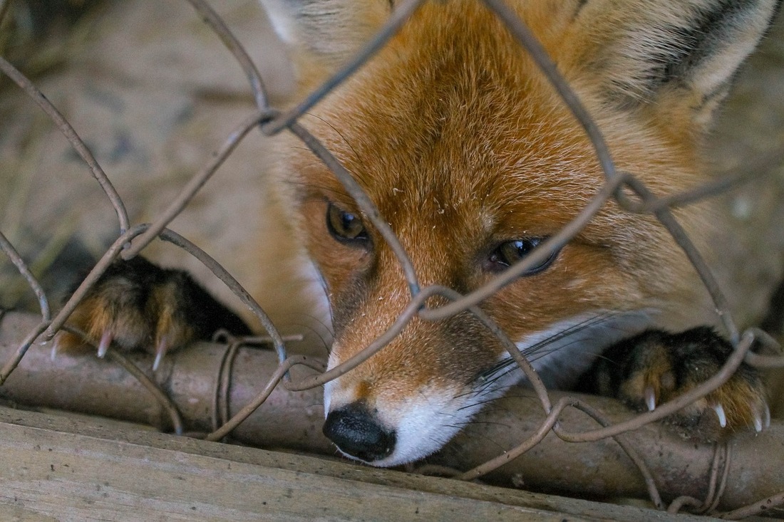 Granjas insalubres y zorros enfermos: la verdadera cara de la industria peletera