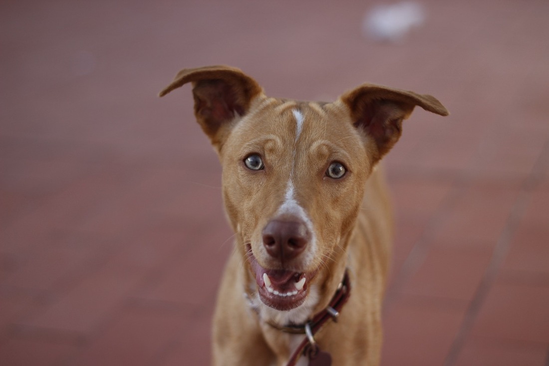 Los perros de caza sí están incluidos en la ley de bienestar animal valenciana