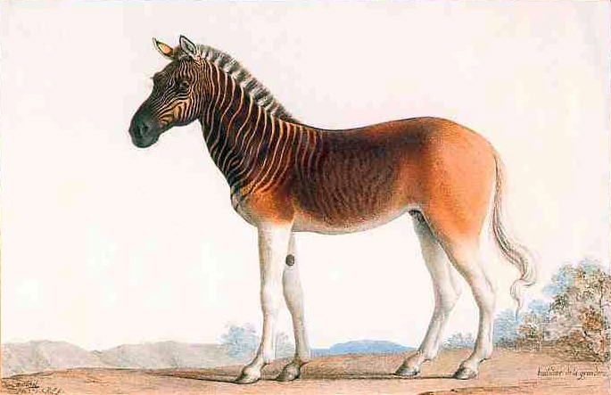 Animales extintos parte tres: la quagga