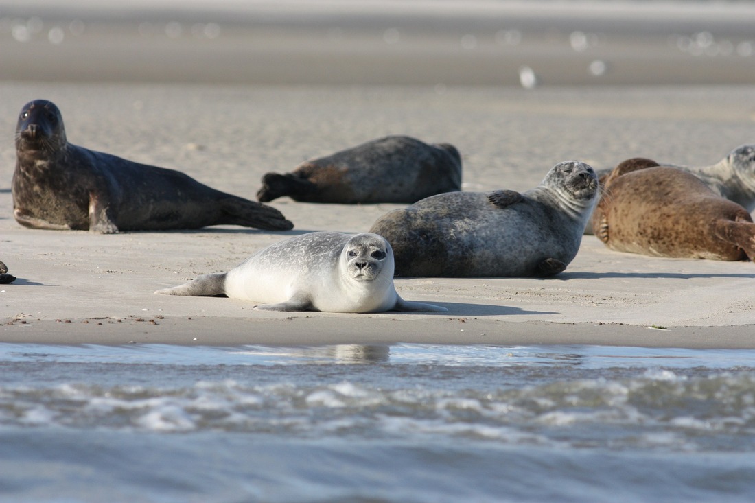 Relacionan la muerte de 2500 focas en el mar Caspio con la gripe aviar