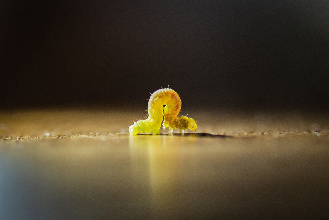 La mayor granja de insectos del mundo se ubicará en España