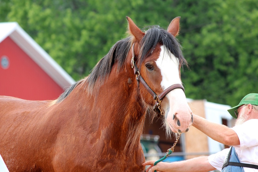 PETA compra acciones en una empresa de cervezas para evitar el maltrato a los caballos en sus promociones