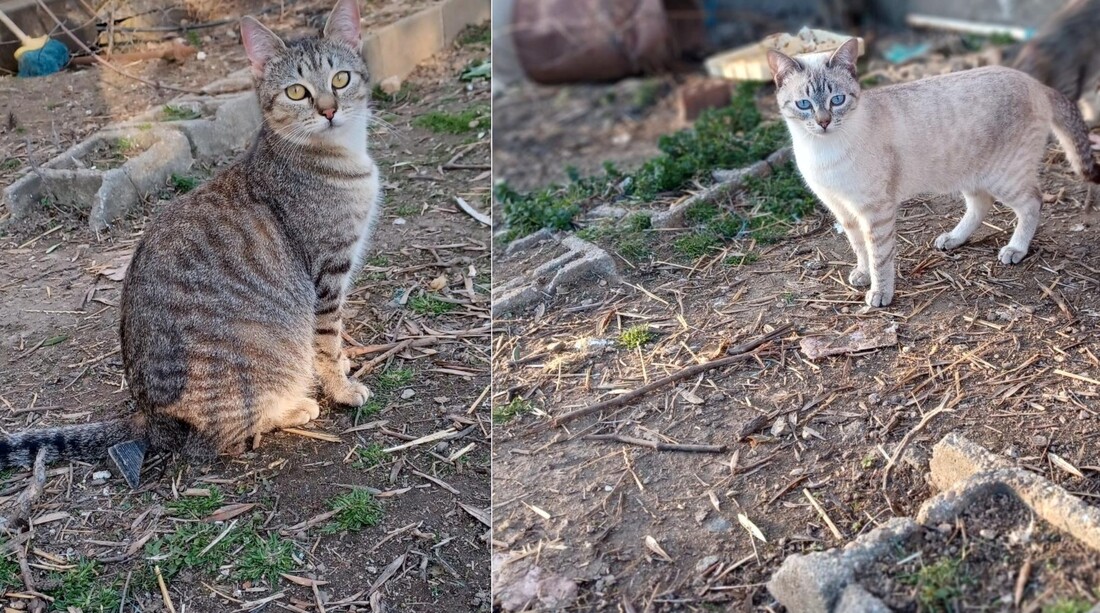 Dos gatitos en adopción