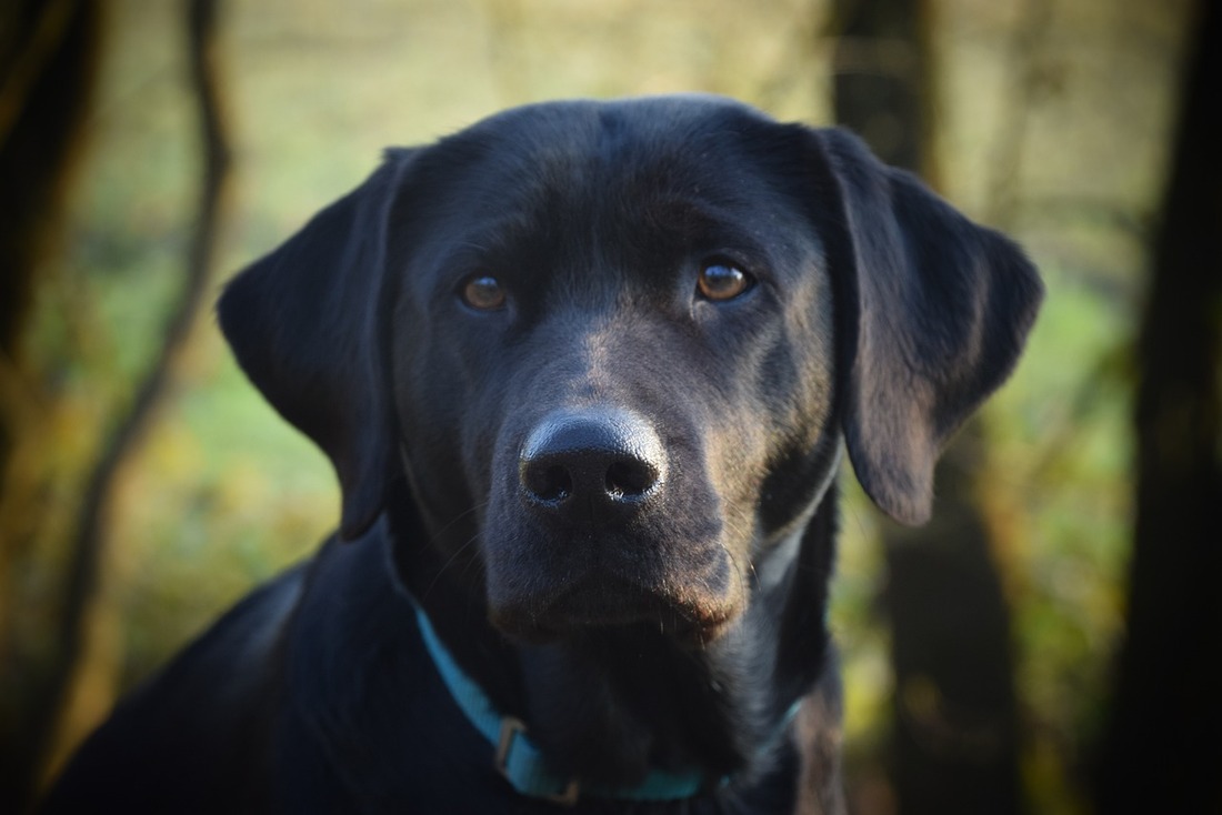 Barcelona abrirá el primer cementerio público de animales de España