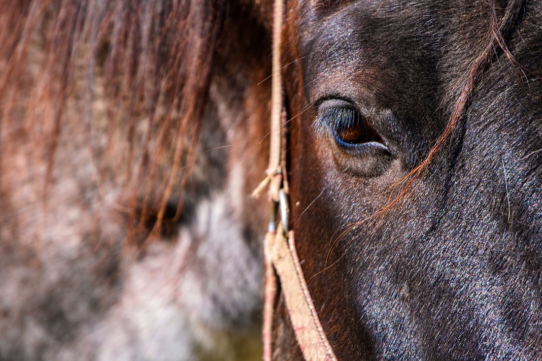Els Tres Tombs: maltrato animal en un ámbito festivo