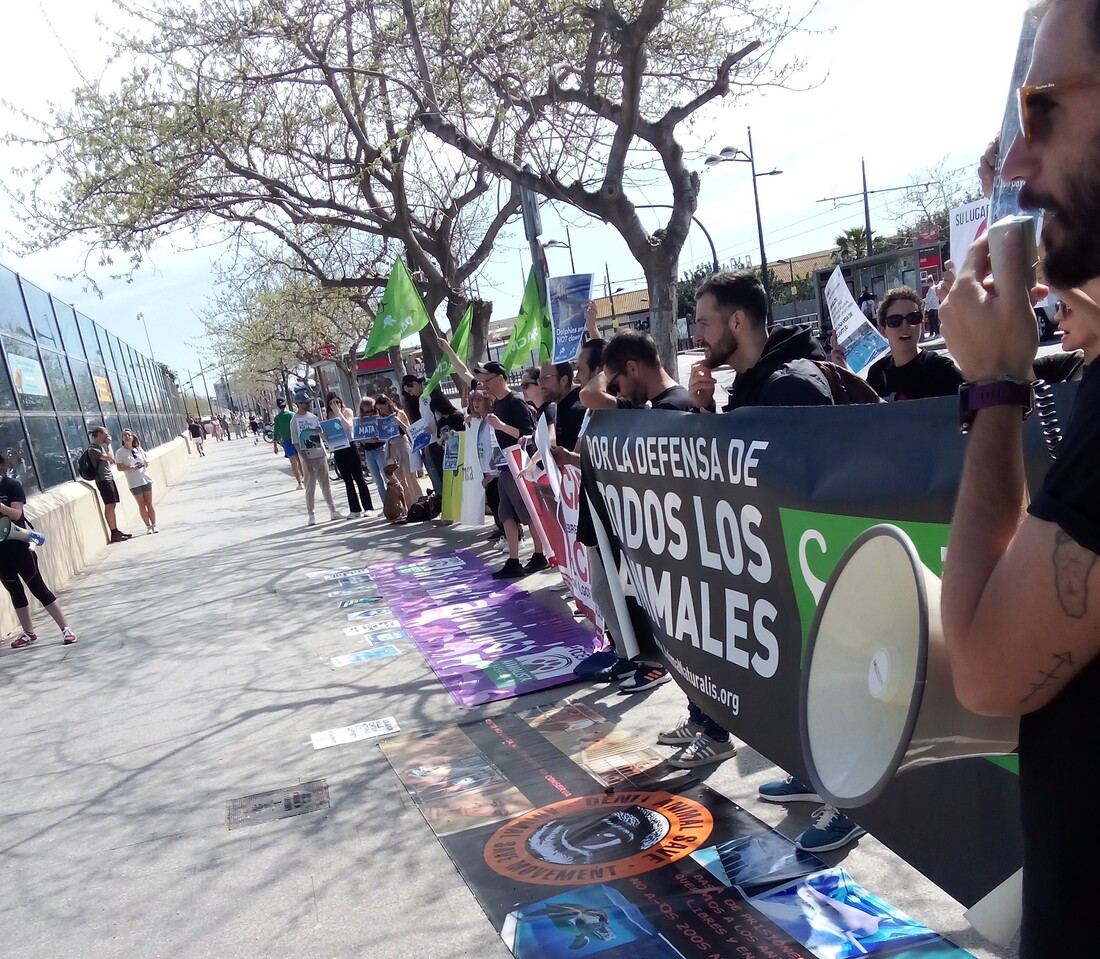 Fin de semana de reivindicaciones en defensa de los animales marinos en Valencia