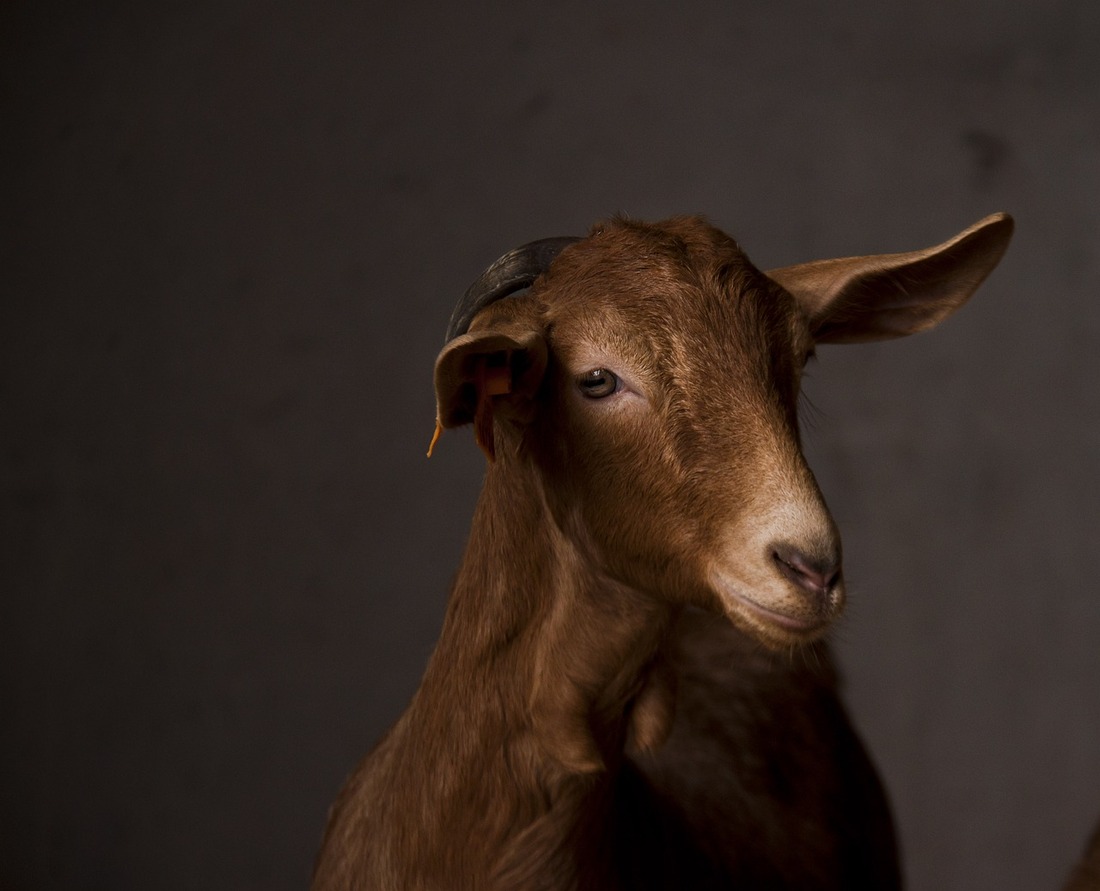 Un vídeo clandestino revela maltrato animal en Canadá