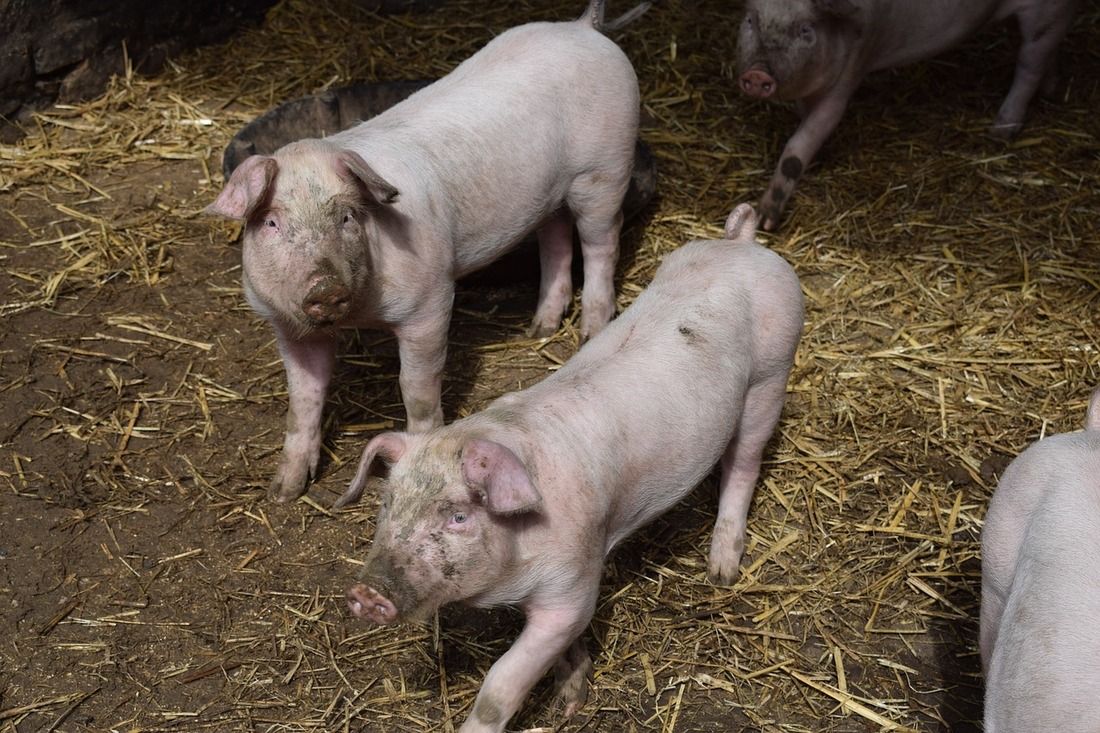 Una nueva investigación revela la crueldad de las macrogranjas porcinas