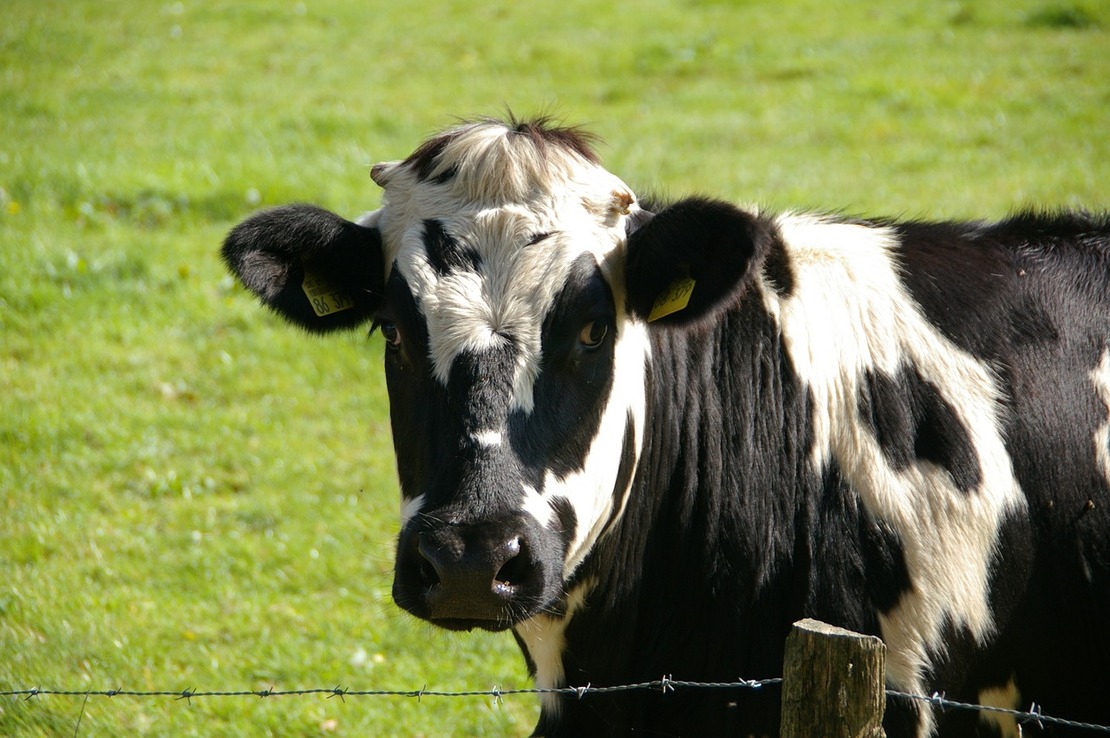 La marca de leche vegetal que tiene su propio santuario de vacas en La India