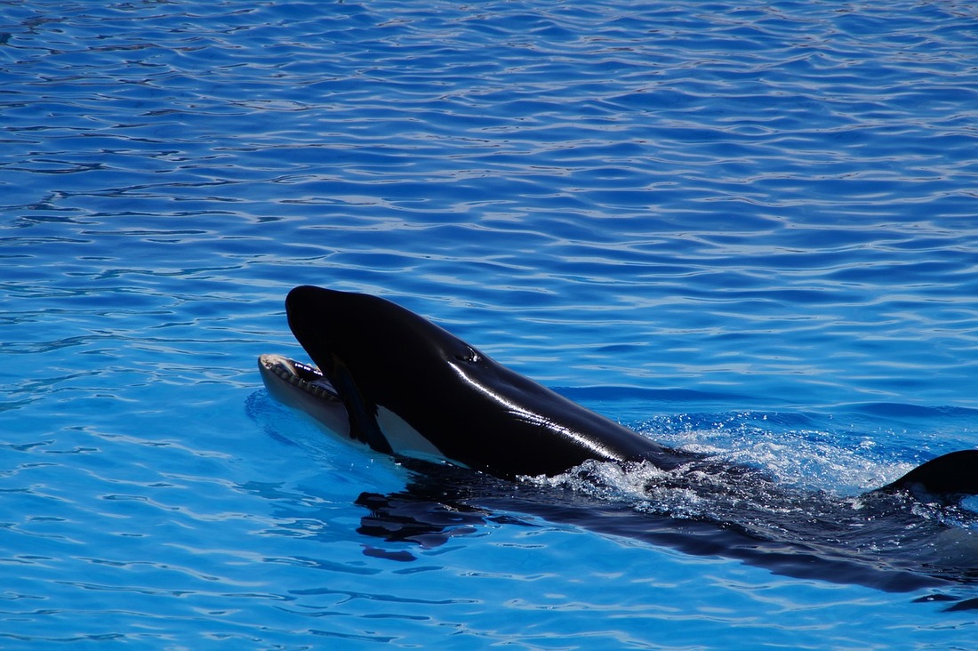 Más cerca de la liberación de la orca Lolita