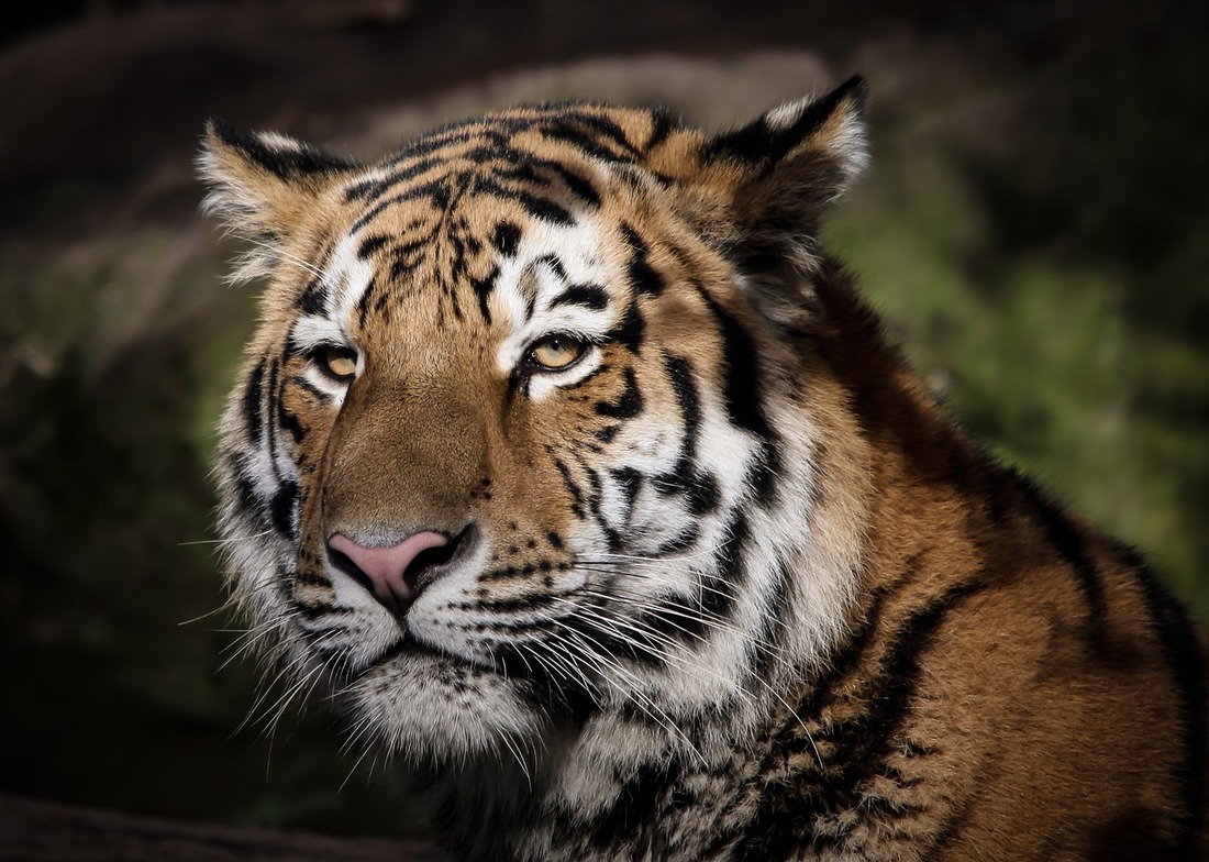 Cierra un conocido refugio de felinos en Estados Unidos