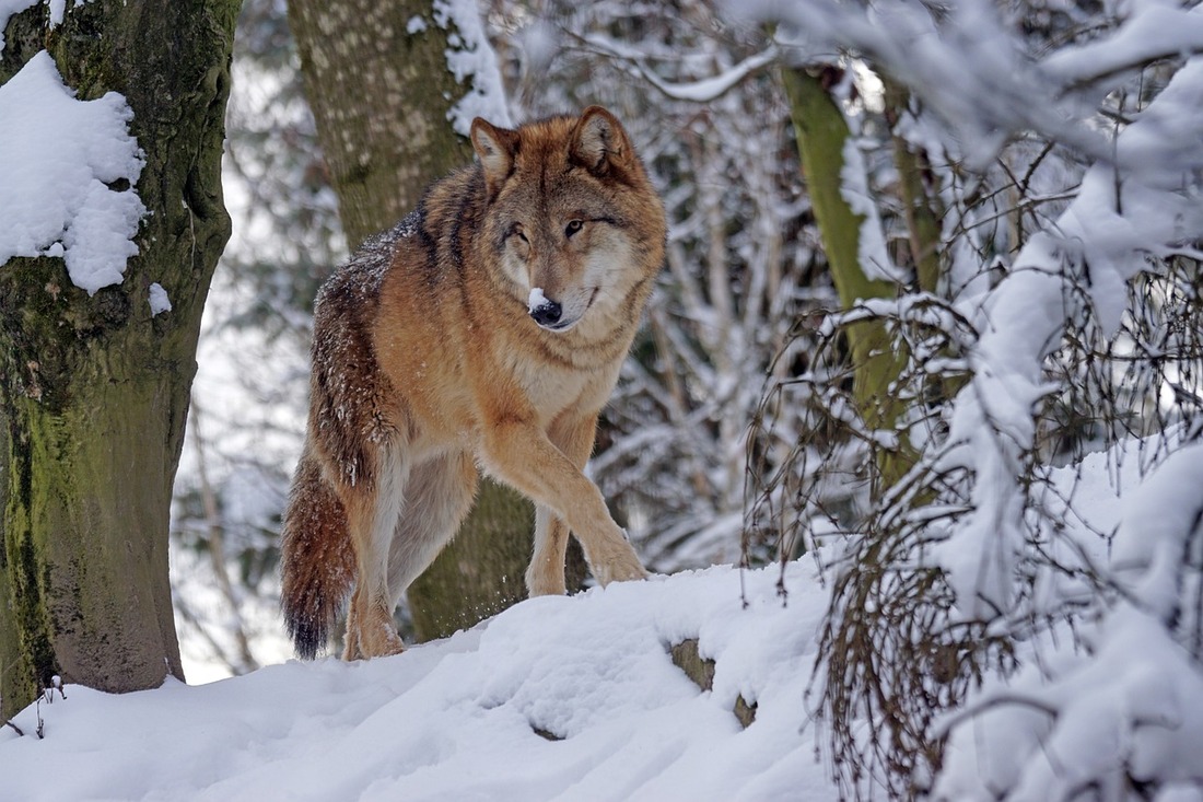 Suecia podría ser sancionada tras aprobar la caza de lobos y linces