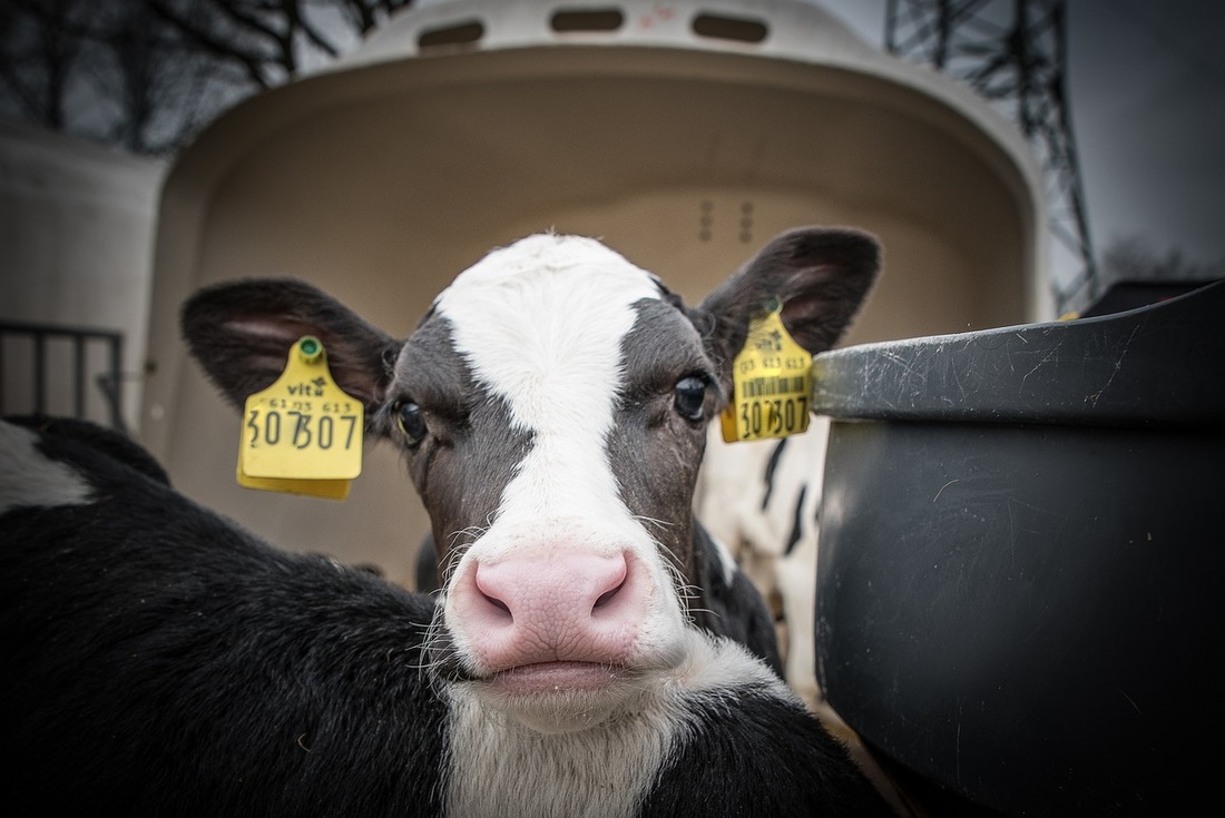 Las granjas lácteas intensivas invaden Reino Unido «en silencio»