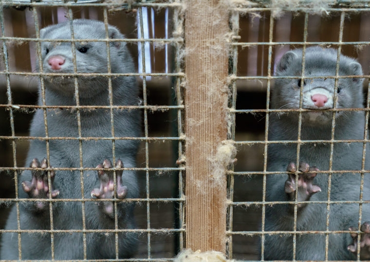 Las granjas de visones en Suecia contribuyen a la muerte de 30 millones de peces