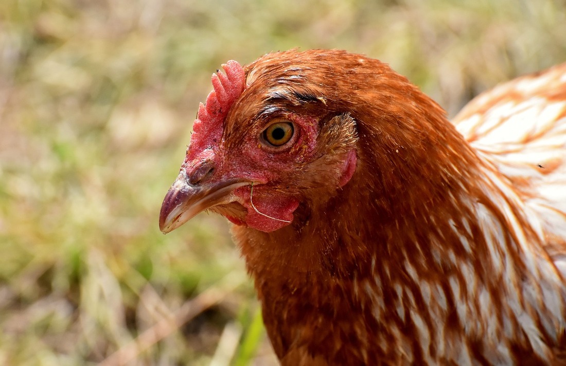 Expertos alertan del peligro de una próxima pandemia mundial provocada por la gripe aviar