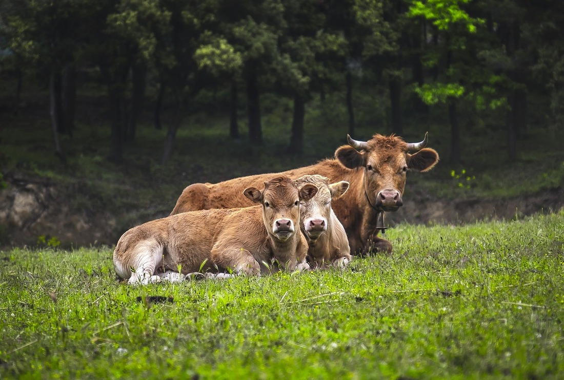 La carne de cercanía también procede de animales explotados