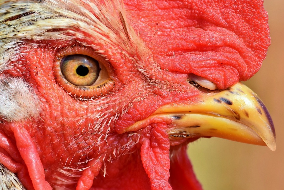 Justice for Chickens: el movimiento que pide el fin de la cría de pollos broilers