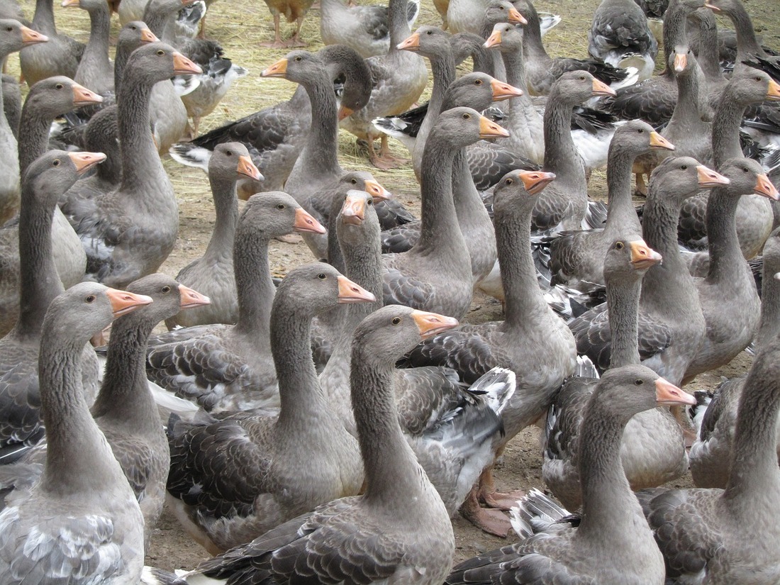 Pide a la Unión Europea el fin de la alimentación forzada para producir foie gras
