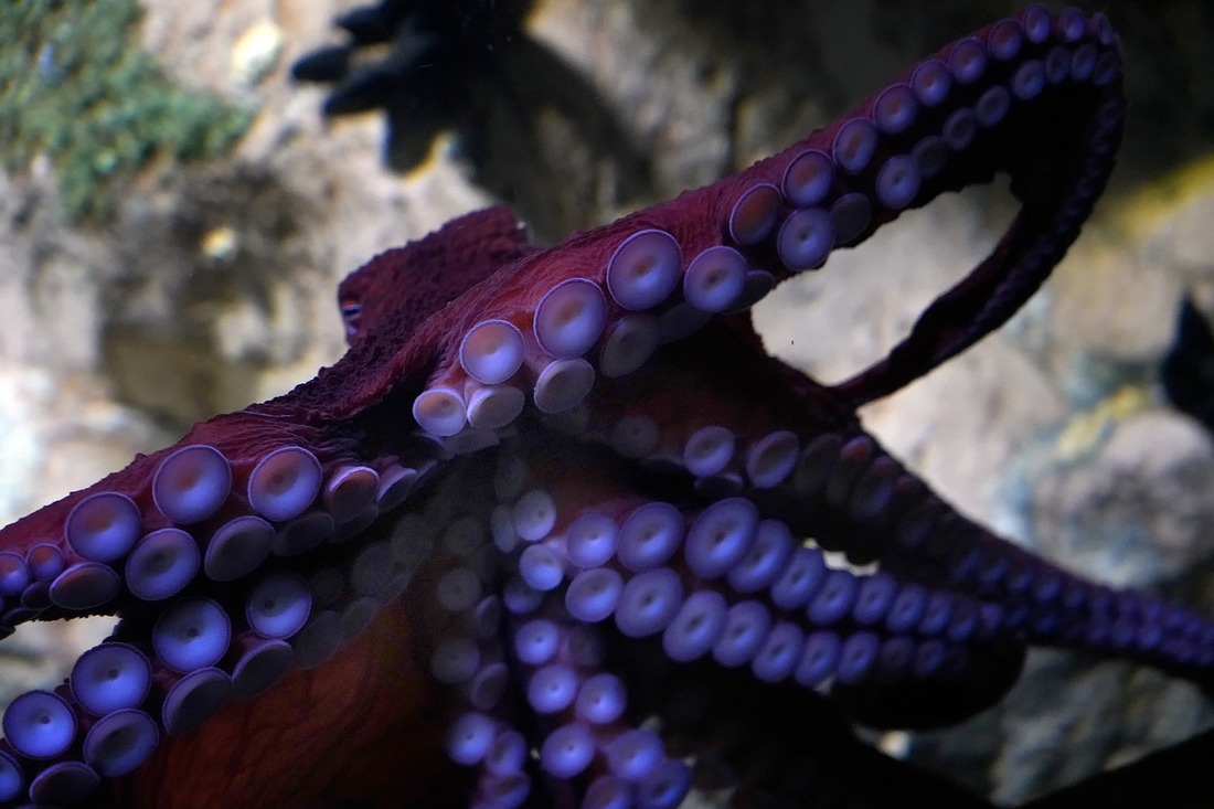 No a la granja de pulpos de Nueva Pescanova