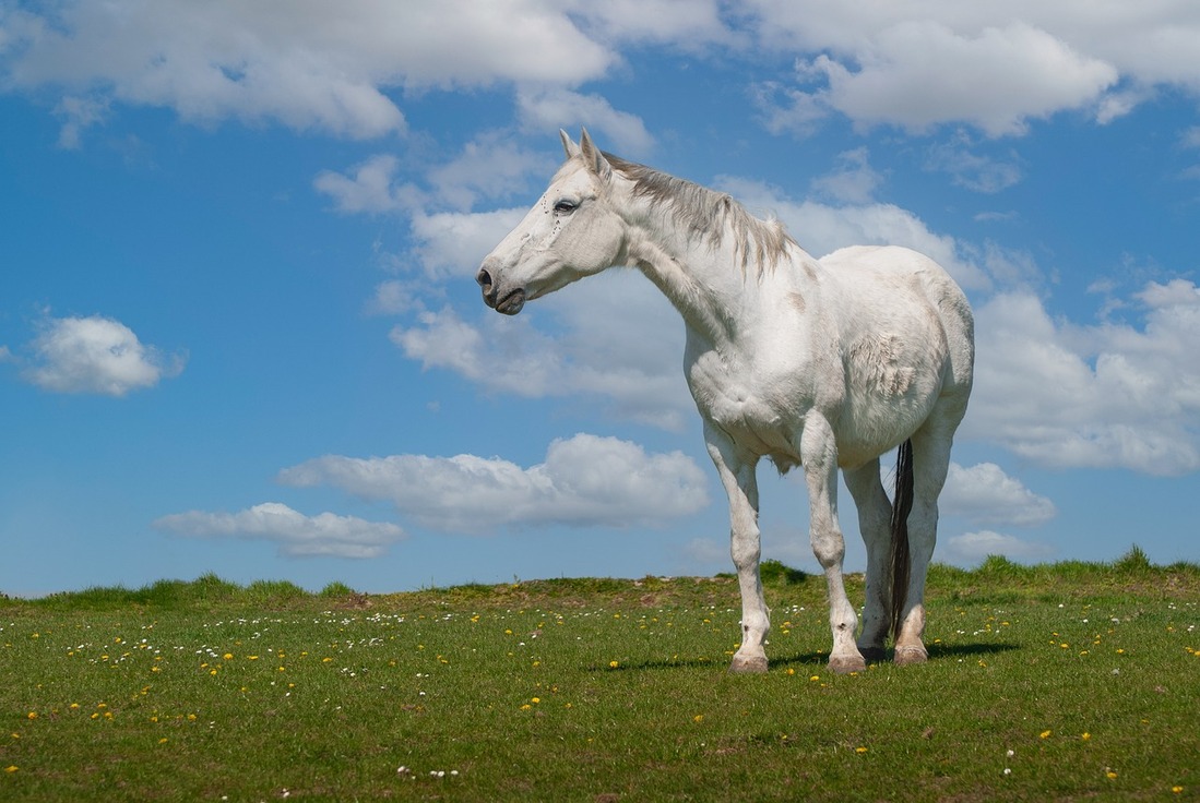 Los refugios de caballos, desbordados por el abandono de animales
