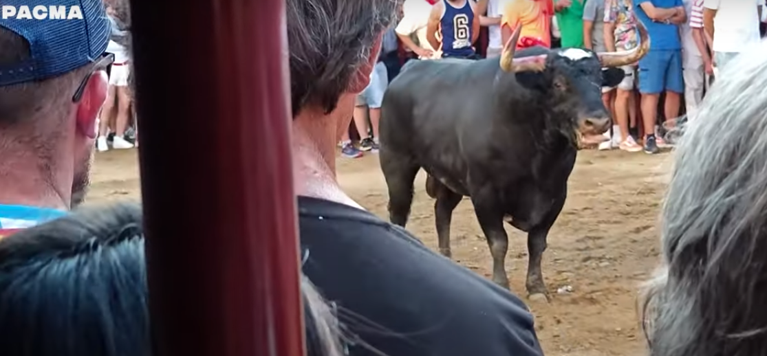 Sin fuerzas y hostigado por la multitud: PACMA vuelve a mostrar la crueldad de los festejos taurinos