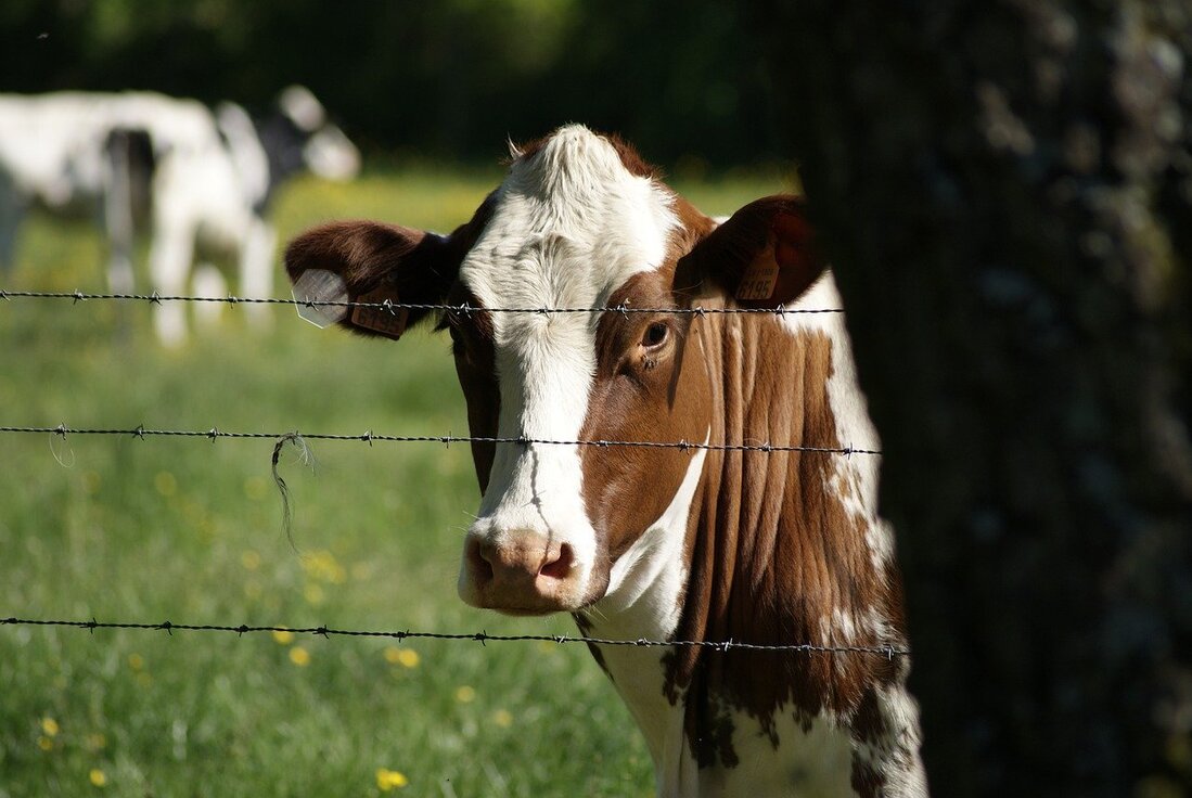 La mayor parte de las emisiones se relacionan con la ganadería
