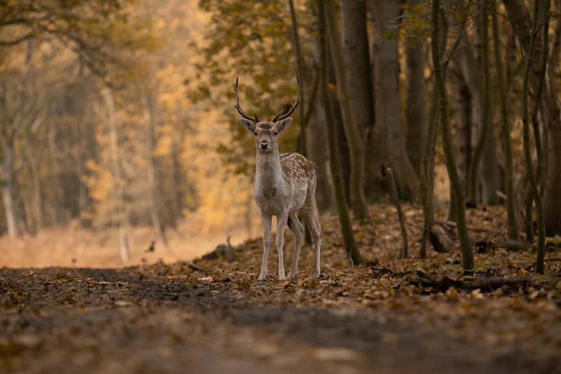La caza volverá a estar permitida en un parque nacional español