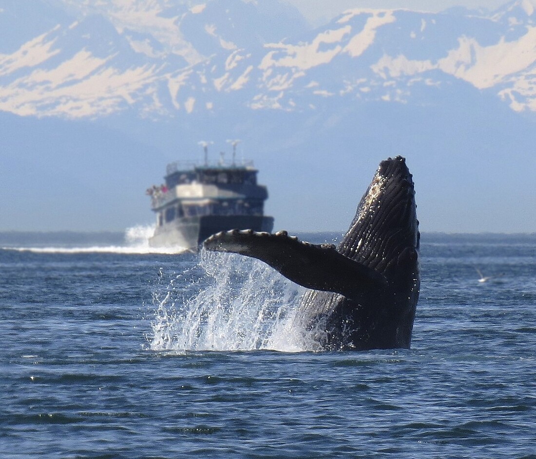 Islandia suspende la caza de ballenas