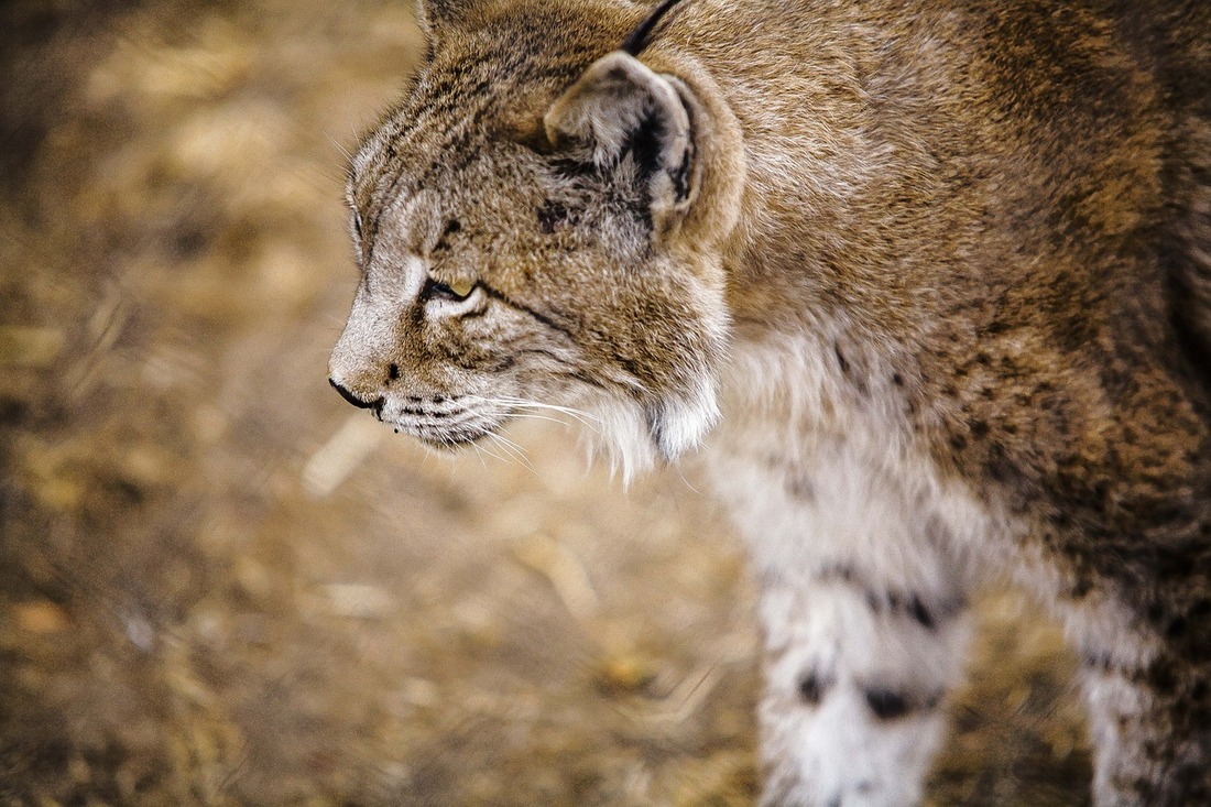 El lince ibérico, más cerca de salvarse de la extinción
