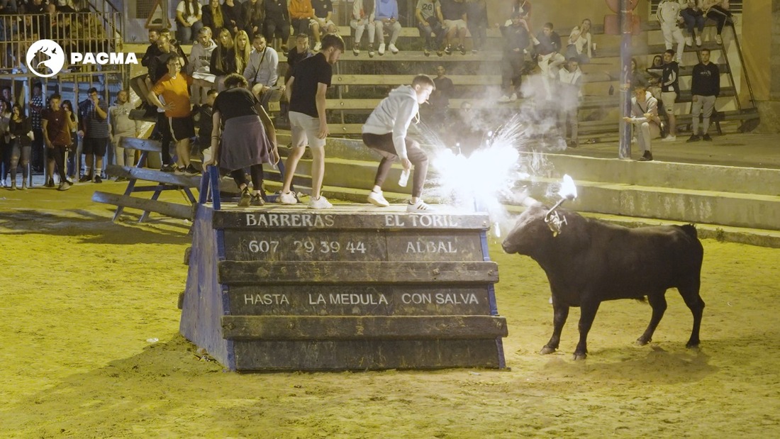 PACMA vuelve a documentar maltrato animal en un festejo de toros embolados en Valencia