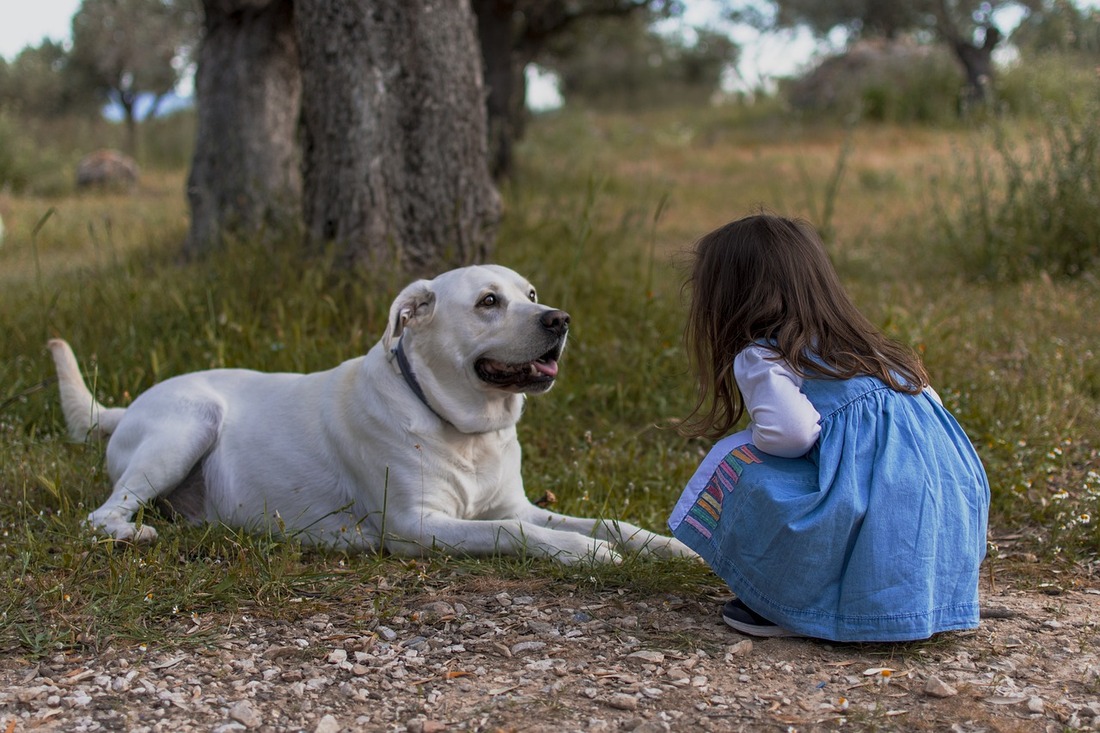 ¿Cómo valoran los niños la vida de los animales? Un estudio responde
